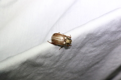 Anoplognathus abnormis