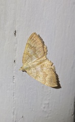 Chrysolarentia correlata