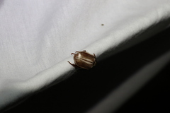 Anoplognathus abnormis