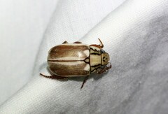 Anoplognathus abnormis