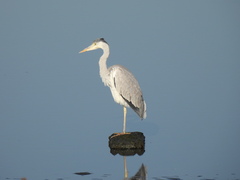 Ardea cinerea