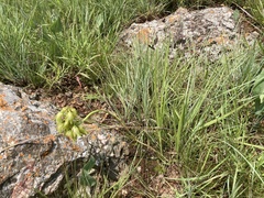 Orthochilus foliosus