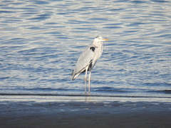 Ardea cinerea
