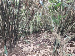 Phyllostachys makinoi