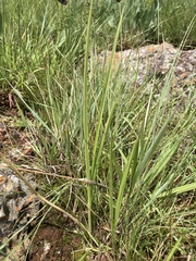 Orthochilus foliosus