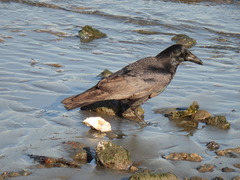 Corvus corone