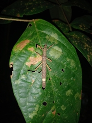 Creoxylus