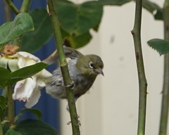Zosterops lateralis chloronotus