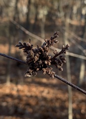 Eriophyes betulae
