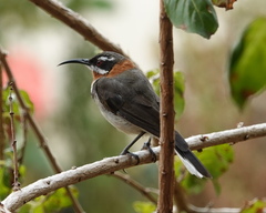 Acanthorhynchus superciliosus