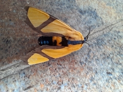 Symphlebia