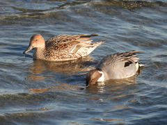 Anas acuta