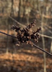 Eriophyes betulae