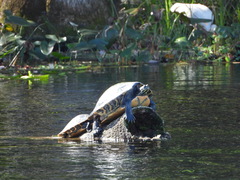 Pseudemys concinna suwanniensis