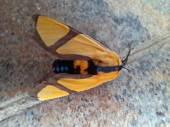 Symphlebia