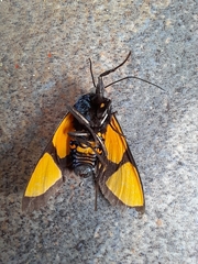Symphlebia