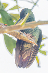 Saucerottia beryllina image