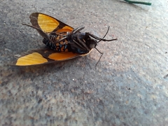 Symphlebia