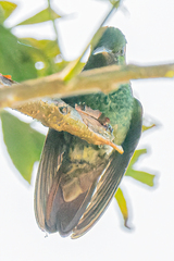 Saucerottia beryllina image