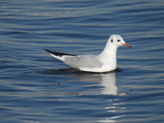 Chroicocephalus ridibundus