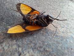 Symphlebia