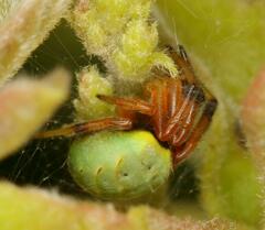 Araneus apricus
