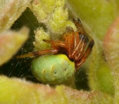 Araneus apricus