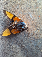 Symphlebia