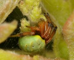 Araneus apricus