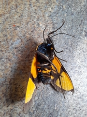 Symphlebia