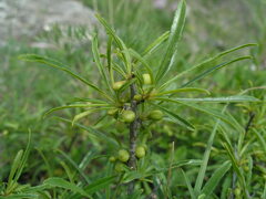 Rhamnus erythroxyloides