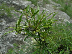 Rhamnus erythroxyloides