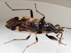 Rhyparochromidae