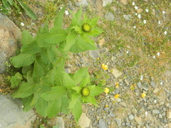 Pentanema orientale