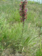 Pontechium maculatum