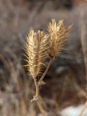 Argemone polyanthemos