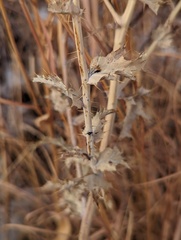 Argemone polyanthemos