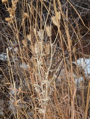 Argemone polyanthemos