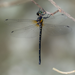 Eusynthemis nigra