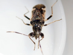Rhyparochromidae