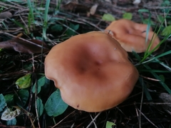 Paralepista