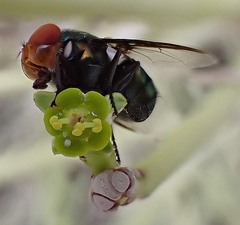 Chrysomya marginalis