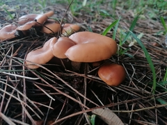 Paralepista
