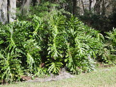 Thaumatophyllum bipinnatifidum