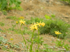 Senecio kolenatianus