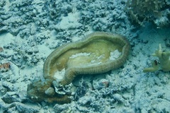 Ctenactis crassa