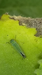 Versigonalia vermiculata