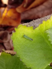 Versigonalia vermiculata