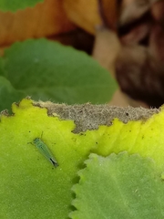 Versigonalia vermiculata