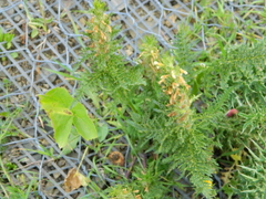 Pedicularis condensata